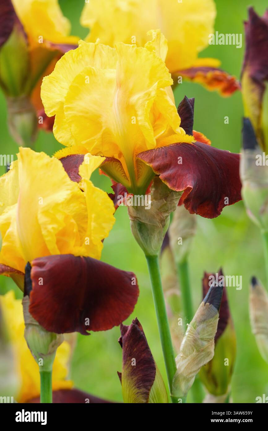 Iris Andalou, hochbärtig, Blumen mit gelben Steinen, samtrote Fälle, gelber Bart Stockfoto