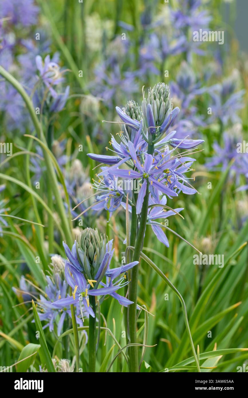 Camassia Cusickii Zwanenburg, blaue Blüten auf Stacheln mit einem helleren Streifen in der Mitte jedes der sechs Blütenblätter Stockfoto