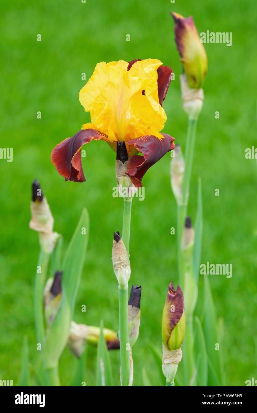 Iris Andalou, hochbärtig, Blumen mit gelben Steinen, samtrote Fälle, gelber Bart Stockfoto