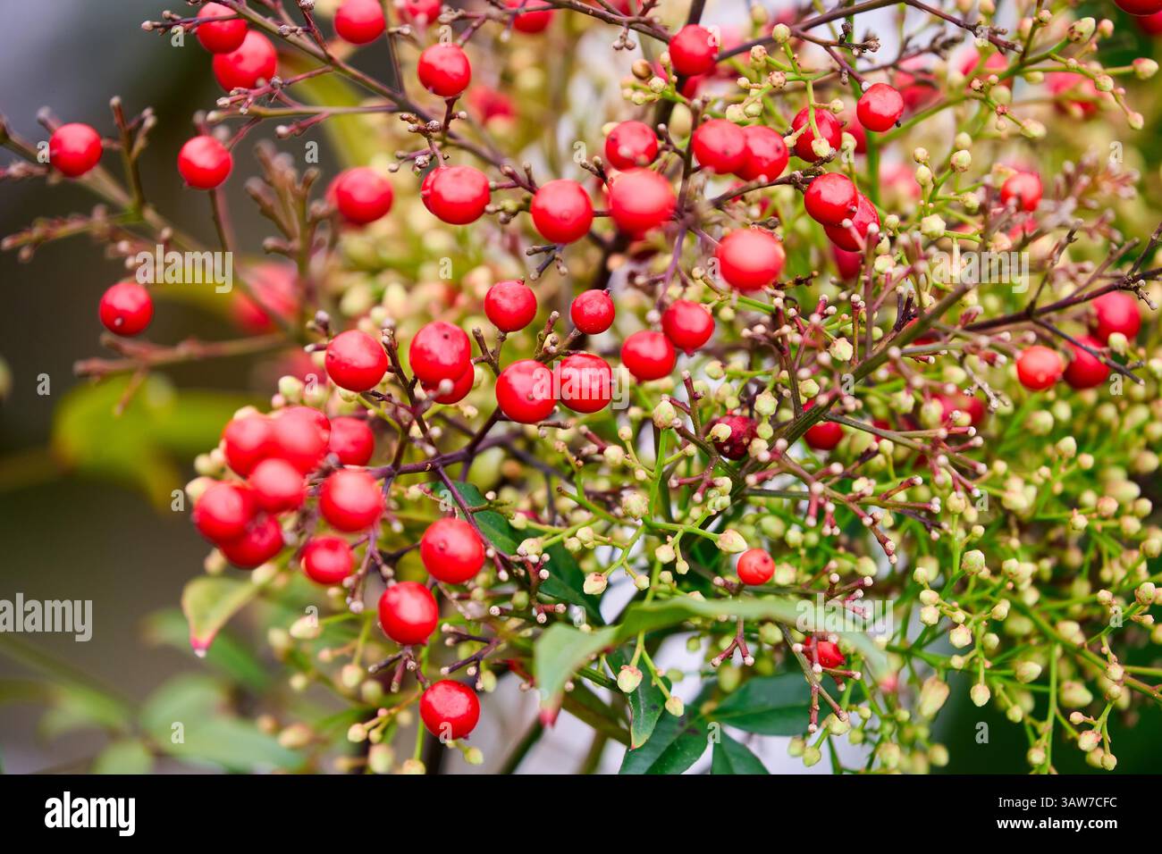 Pyracantha crenulata, rote Früchte der immergrünen Pflanze Pyracantha, nepalesischer feuerdorn, immergrüner Sträucher mit hellroten Beeren (Familie Rosaceae), Amo Stockfoto