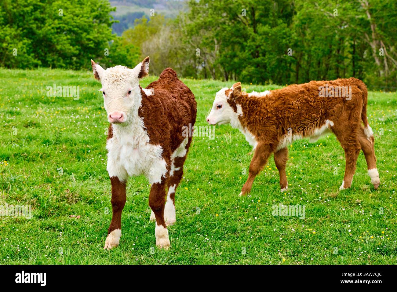 Hereford Rinderrasse, Rinderrasse, Fleischerzeugung, Amorebieta, Bizkaia, Baskenland, Spanien Stockfoto
