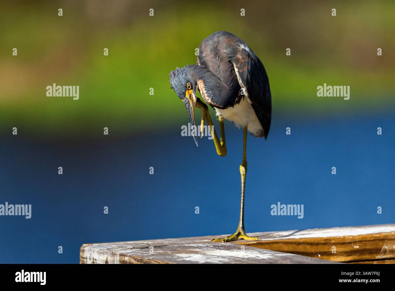 Der kleine Blaureiher in Florida reinigt sich selbst. Stockfoto