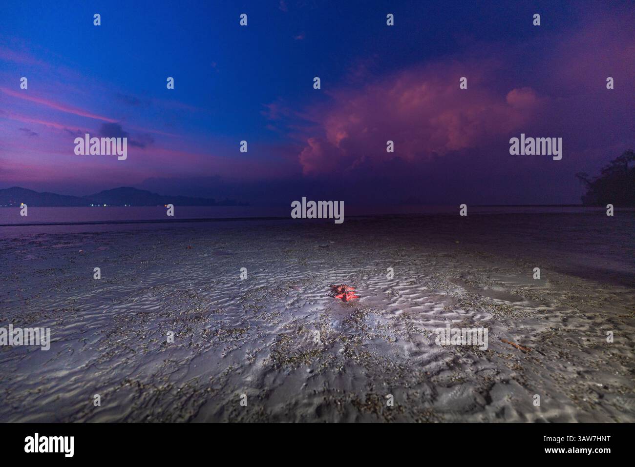 Das Meer ist üppig und die Natur ist wunderschön. Im ruhigen Meer der Provinz Krabi. Rote Seesterne am Ufer bei Sonnenaufgang. Leuchtend orange Seesterne bewegen sich langsam Stockfoto