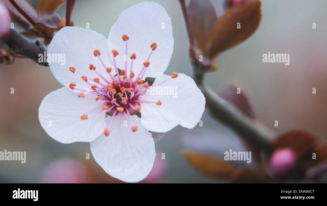 Rosafarbene Frühlingskirschblüten auf einem natürlichen, verschwommenen Hintergrund Stockfoto