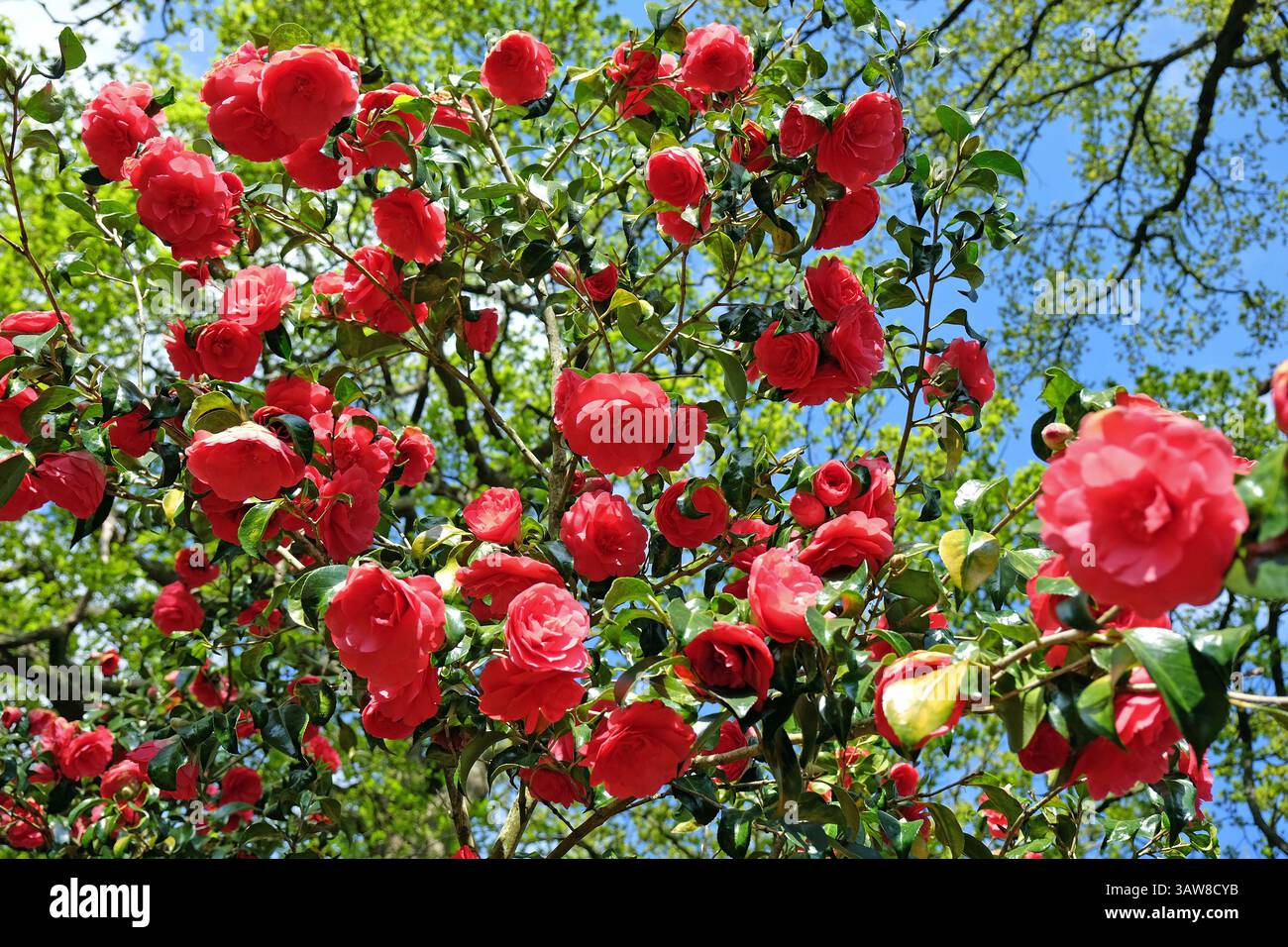 Rote Doppelkamelie „Anna M Page“ in Blüte. Stockfoto