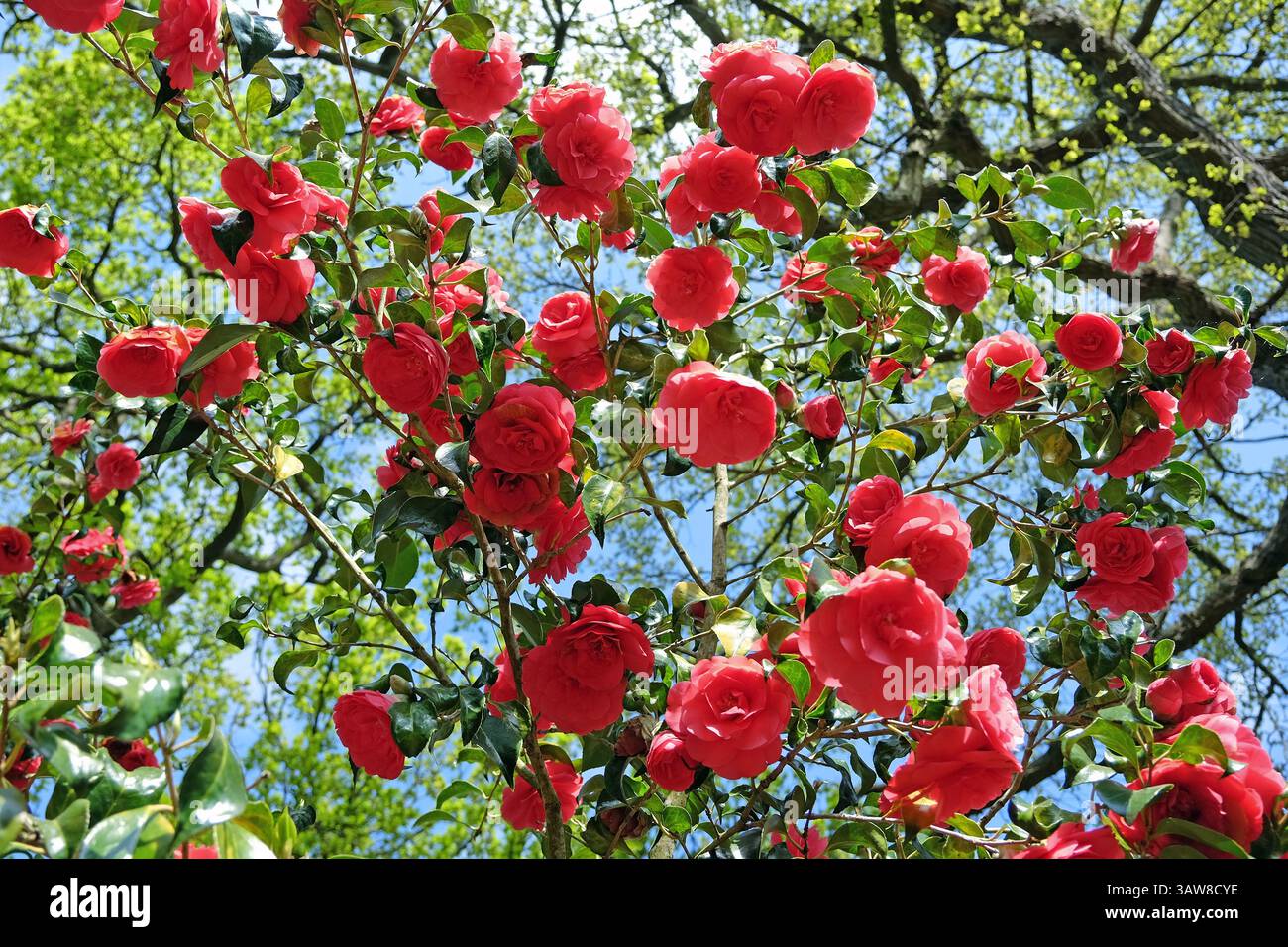 Rote Doppelkamelie „Anna M Page“ in Blüte. Stockfoto