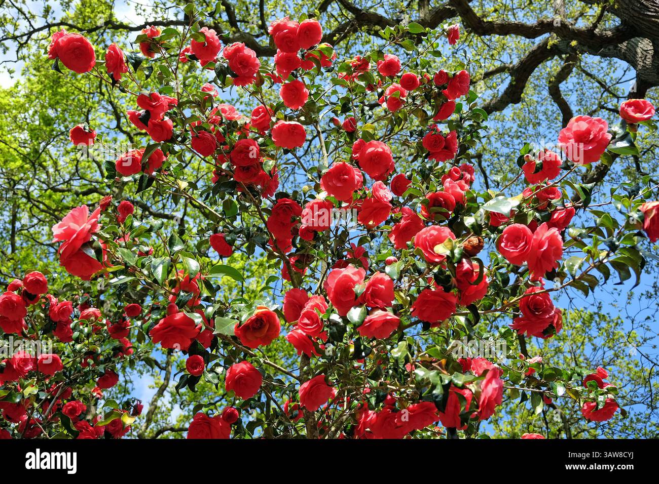 Rote Doppelkamelie „Anna M Page“ in Blüte. Stockfoto