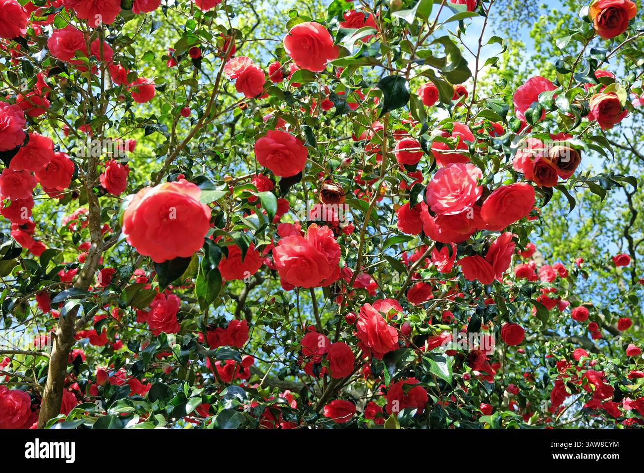 Rote Doppelkamelie „Anna M Page“ in Blüte. Stockfoto