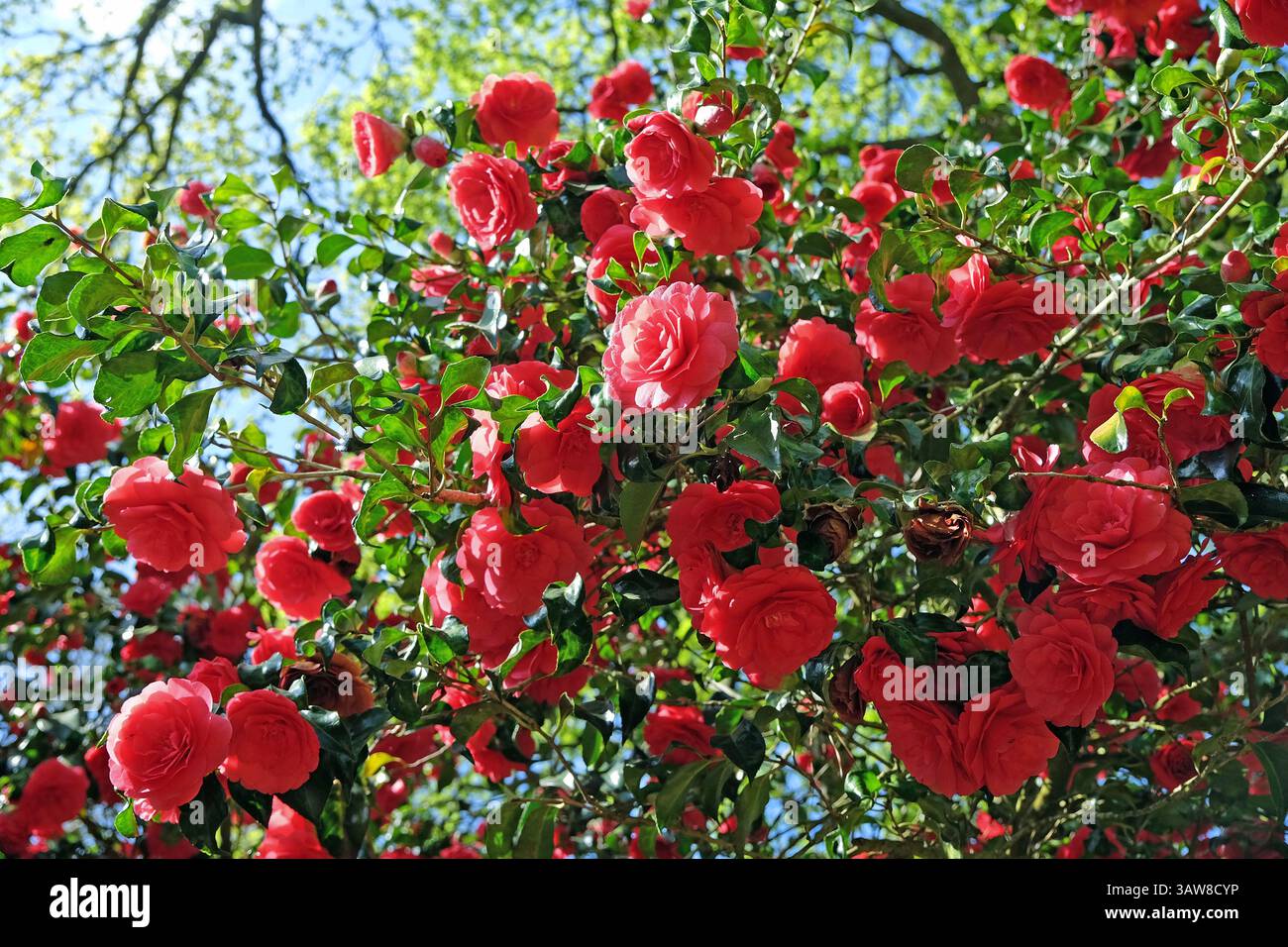 Rote Doppelkamelie „Anna M Page“ in Blüte. Stockfoto