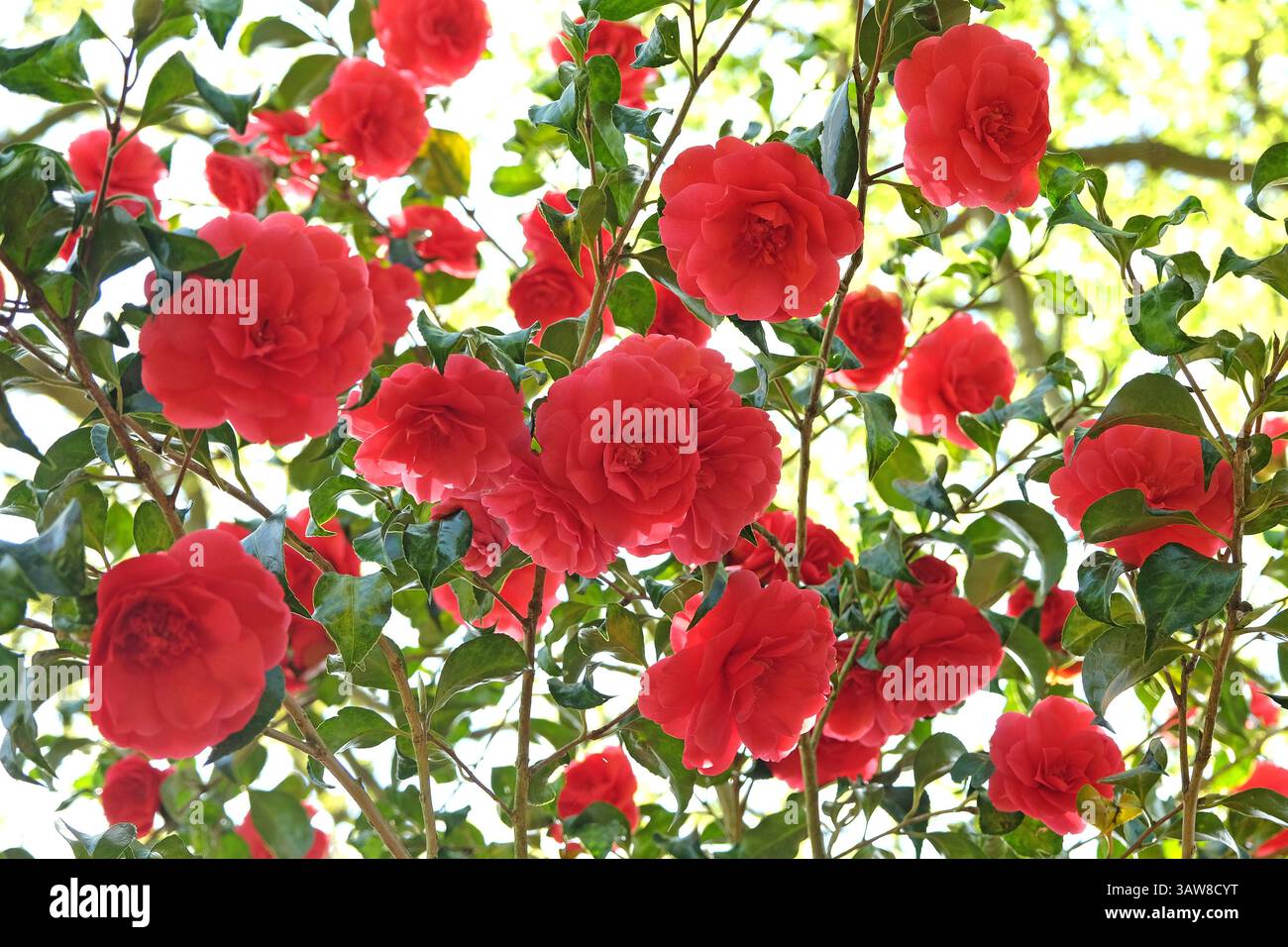 Rote Doppelkamelie „Anna M Page“ in Blüte. Stockfoto
