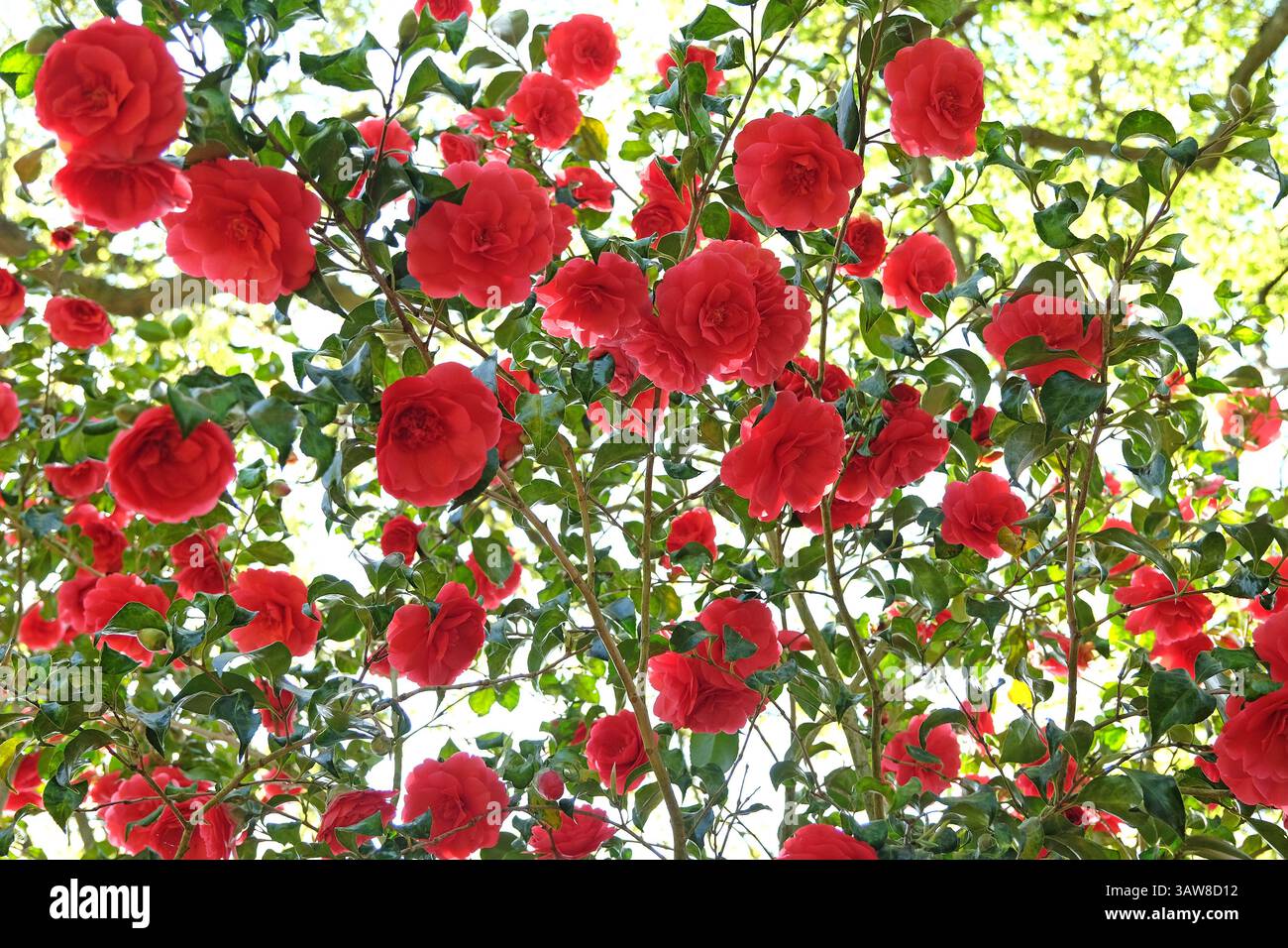Rote Doppelkamelie „Anna M Page“ in Blüte. Stockfoto