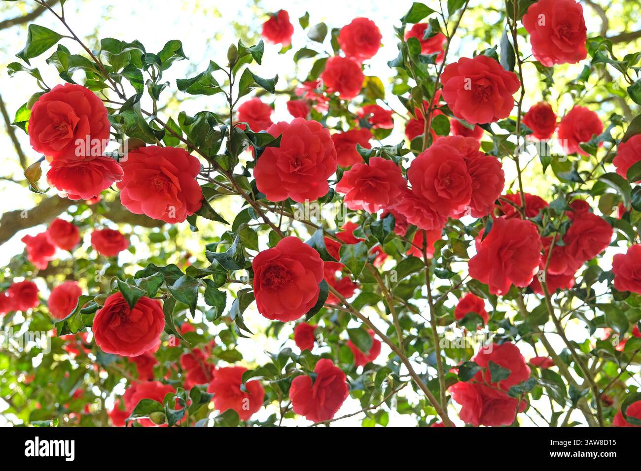 Rote Doppelkamelie „Anna M Page“ in Blüte. Stockfoto