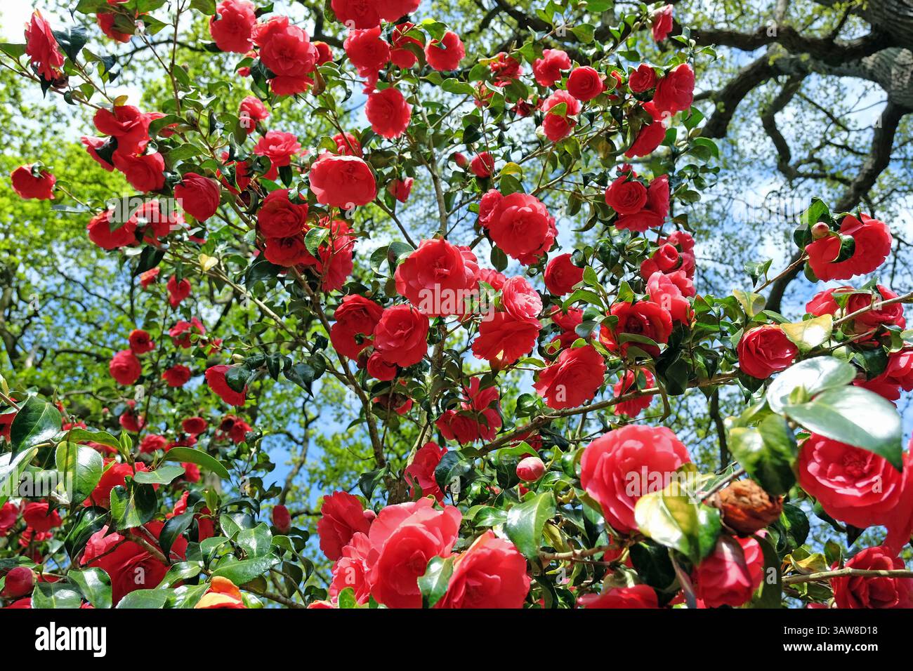 Rote Doppelkamelie „Anna M Page“ in Blüte. Stockfoto