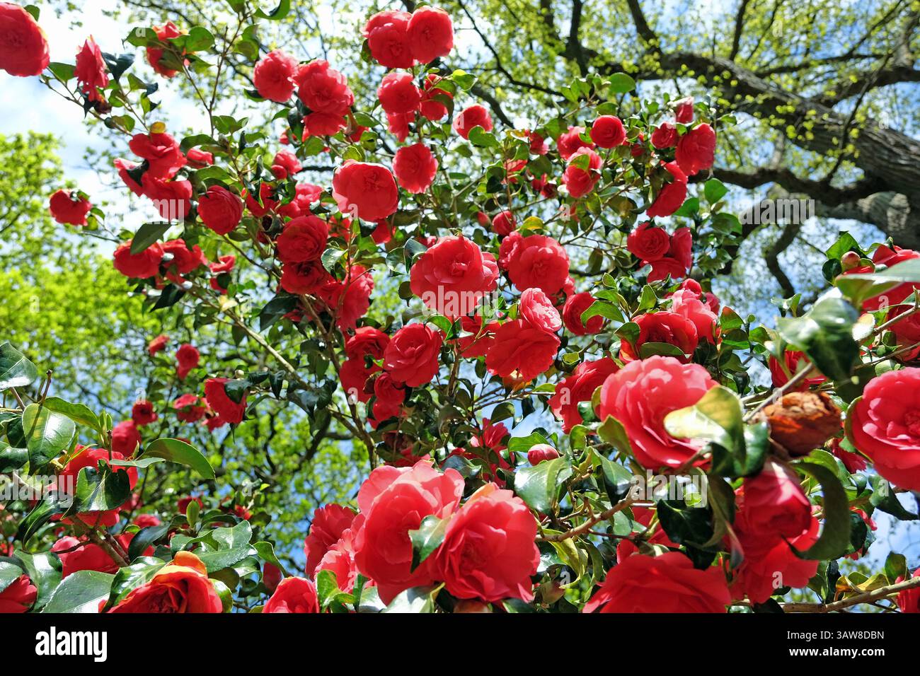 Rote Doppelkamelie „Anna M Page“ in Blüte. Stockfoto