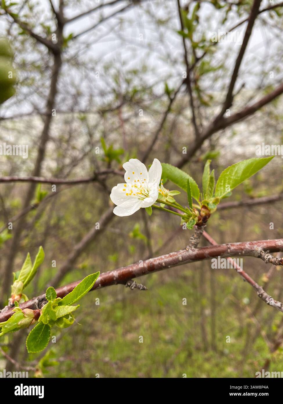Nahaufnahme der im Frühling blühenden wilden Kirschblüten. Stockfoto