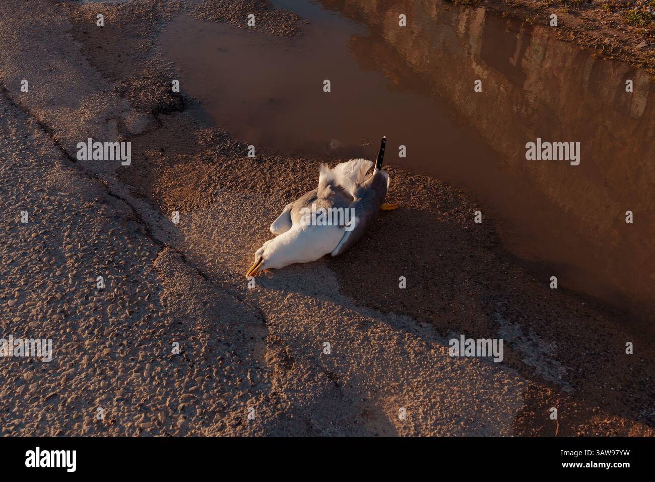 Tote Möwen liegen kopfüber auf Asphalt in der Nähe einer Pfütze, die den Sonnenuntergangshimmel reflektiert und die Umweltprobleme und die Verschmutzung der Küste beleuchtet Stockfoto