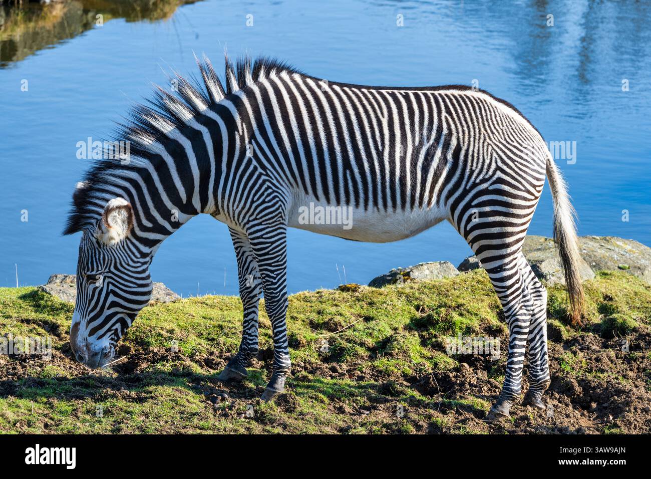 Grevy's Zebra (Equus grevyi) in African Plains Enclosure im Edinburgh Zoo, Schottland, Großbritannien Stockfoto Grevy's Zebra (Equus grevyi) in African Plains Enclosure im Edinburgh Zoo, Schottland, Großbritannien Stockfoto