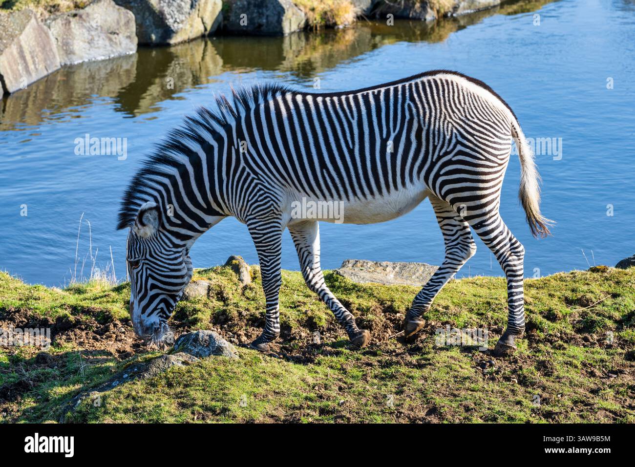 Grevy's Zebra (Equus grevyi) in African Plains Enclosure im Edinburgh Zoo, Schottland, Großbritannien Stockfoto Grevy's Zebra (Equus grevyi) in African Plains Enclosure im Edinburgh Zoo, Schottland, Großbritannien Stockfoto