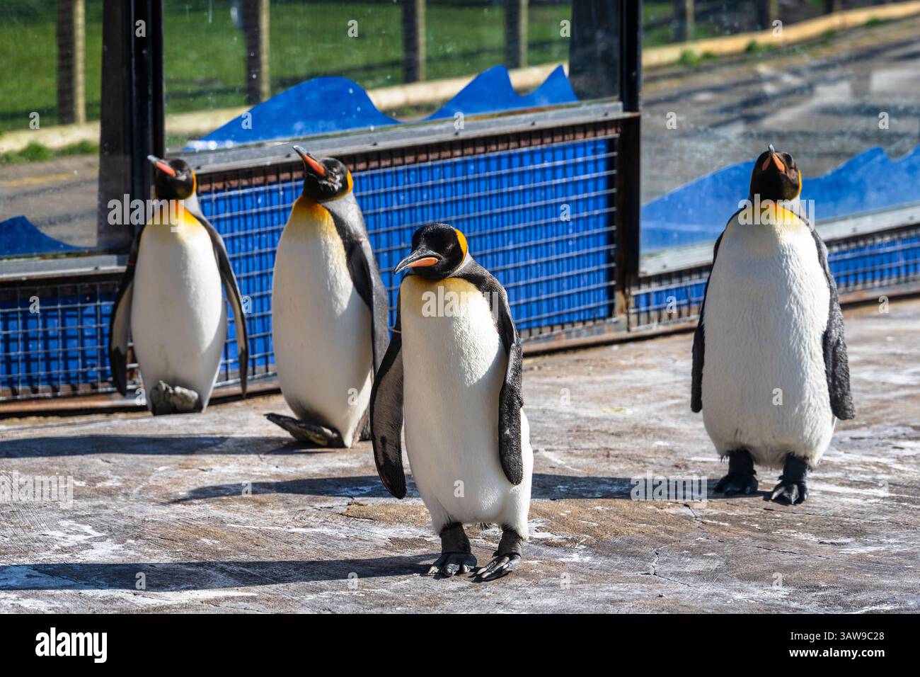 Bachelor- Gruppe der Königspinguine (Aptenodytes patagonicus) in Penguin enclosure im Zoo von Edinburgh, Schottland, Großbritannien Stockfoto