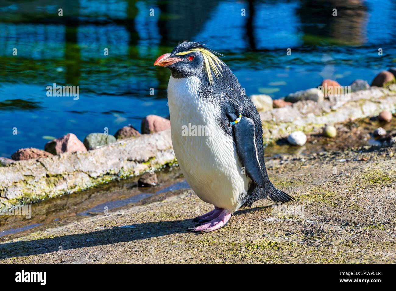Northern oder lange Crested rockhopper Penguin (eudyptes moseleyi) in Penguin enclosure im Zoo von Edinburgh, Schottland, Großbritannien Stockfoto
