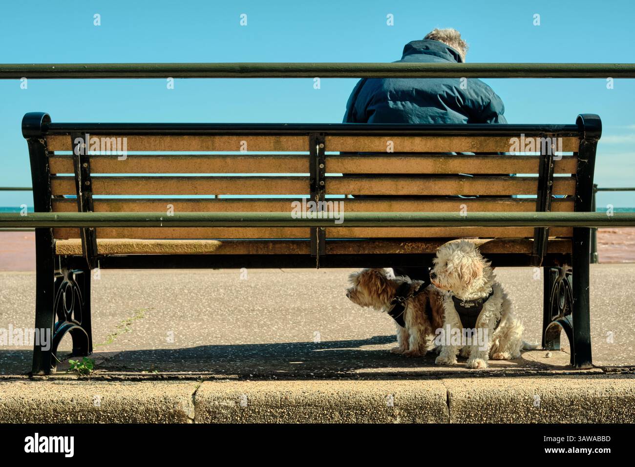 Eine Person sitzt auf einer Bank an der Küste von Sidmouth mit zwei süßen weißen Hunden, die auf das Meer blicken Stockfoto