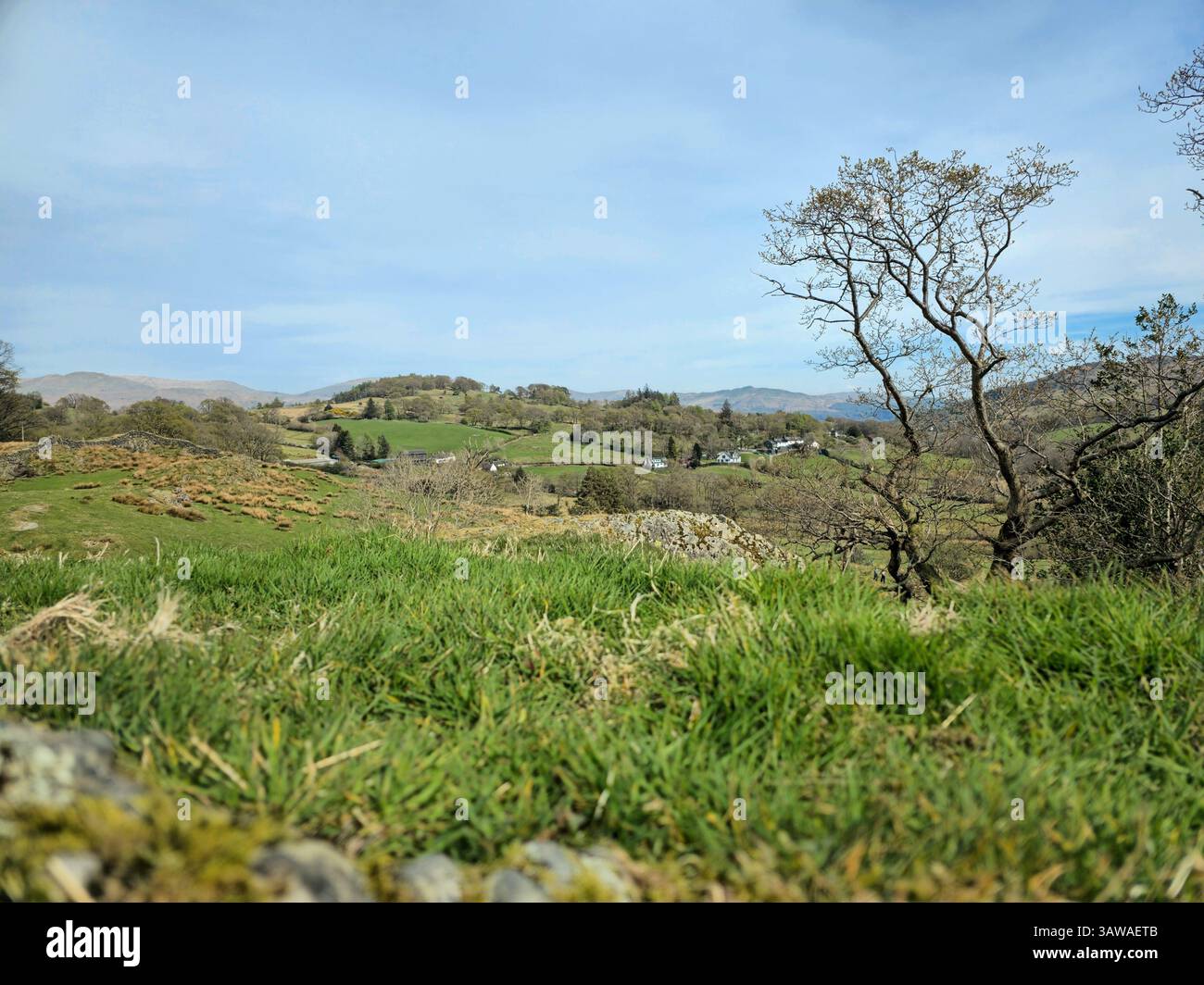 Eine natürliche und unberührte Landschaft im Lake District mit ungeschnittenem Gras und einer Kulisse von Bäumen. Ein roher und friedlicher Blick auf das ländliche Cumbria. Stockfoto