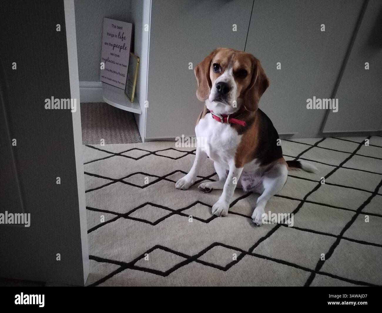 Der Hund sitzt und schaut in die Kamera Stockfoto