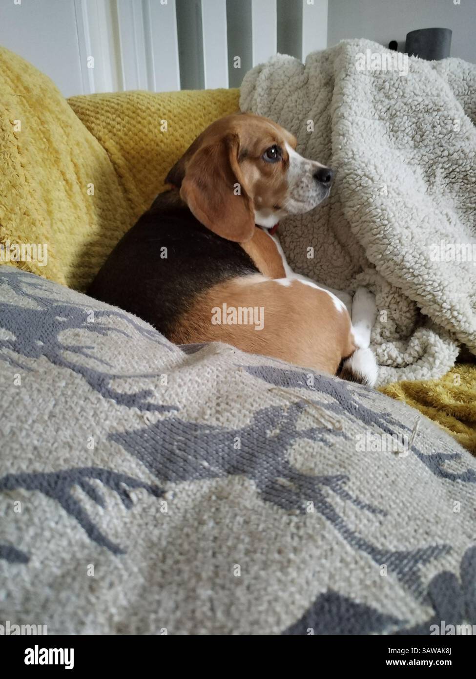 Hund sitzt auf Sofa Stockfoto