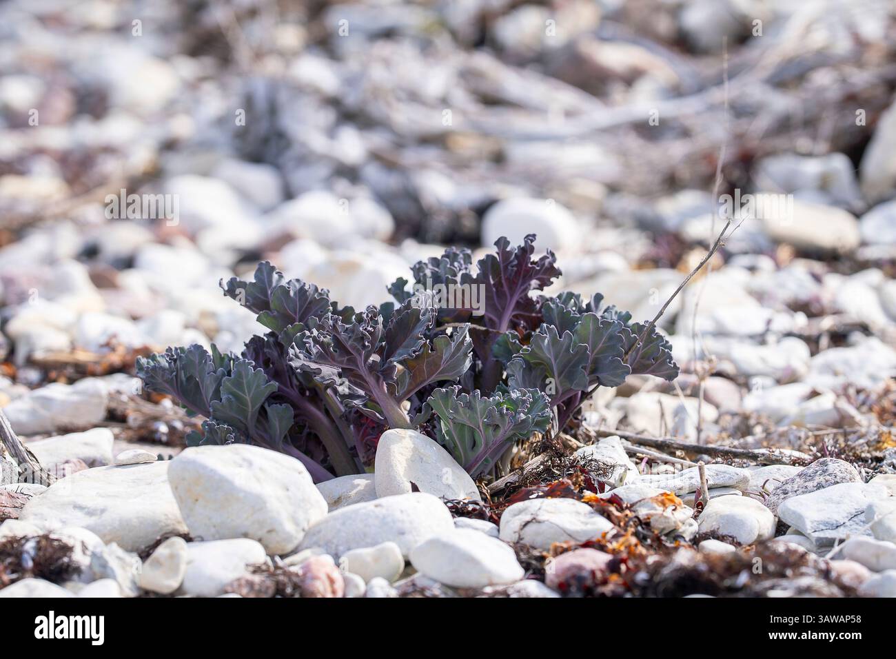 Crambe Maritima, Seekohl im Frühling. Junge Blätter von Meerkohl. Die Blätter von Meerkohl sind in diesem Stadium ein gutes Gemüsegericht, wenn sie gekocht werden. Stockfoto