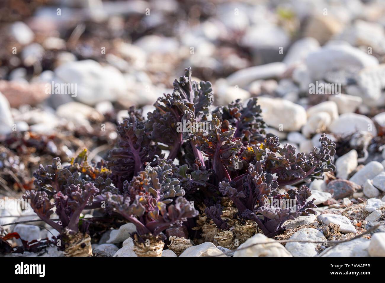 Crambe Maritima, Seekohl im Frühling. Junge Blätter von Meerkohl. Die Blätter von Meerkohl sind in diesem Stadium ein gutes Gemüsegericht, wenn sie gekocht werden. Stockfoto