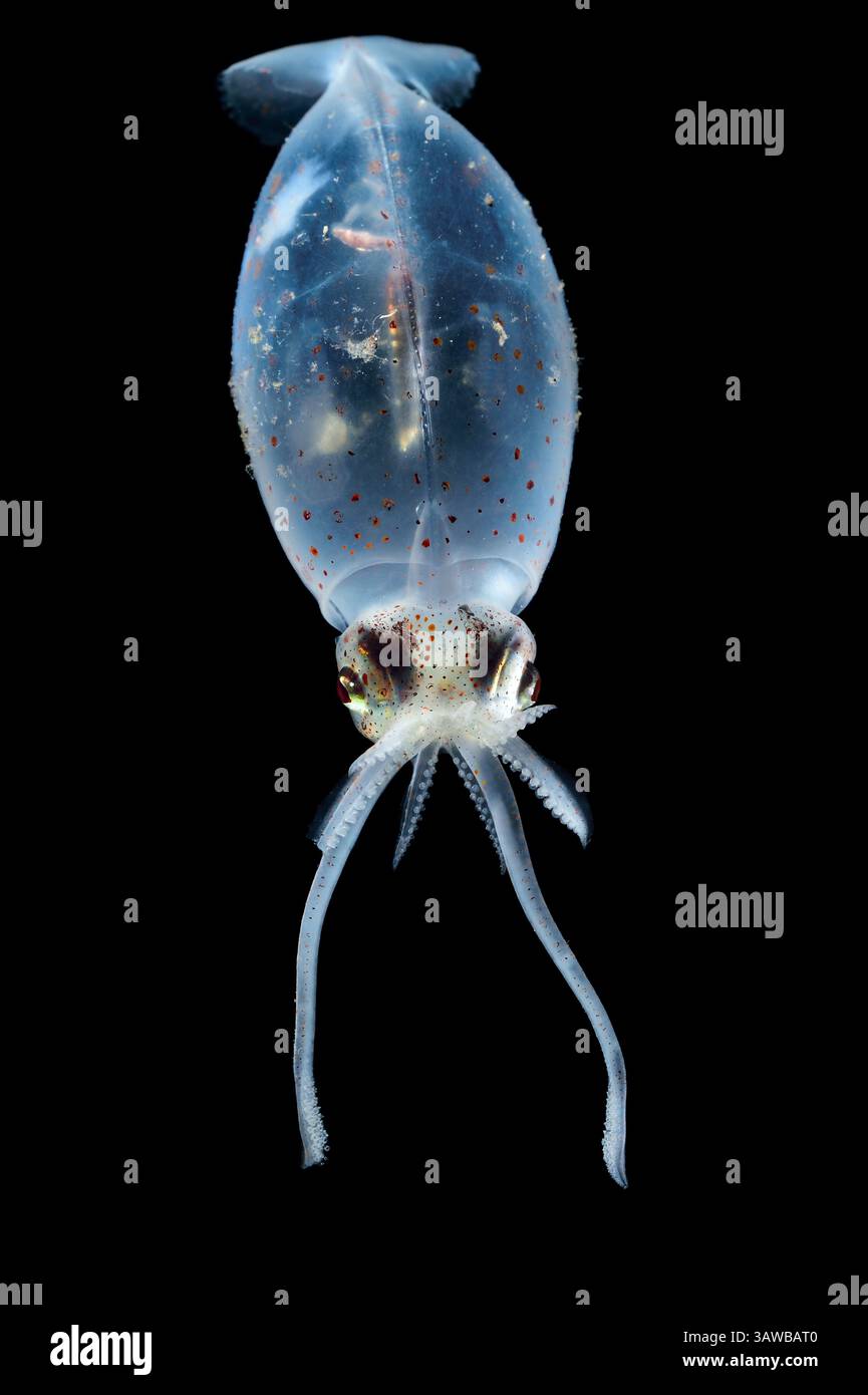 [Gefangener] Tiefseeskalmarsch (Liocranchia reinhardtii) kann bis zu 15 cm lang werden und ist dafür bekannt, in Tiefen von bis zu 1.000 Metern zu leben. Diese Art wird g gefunden Stockfoto