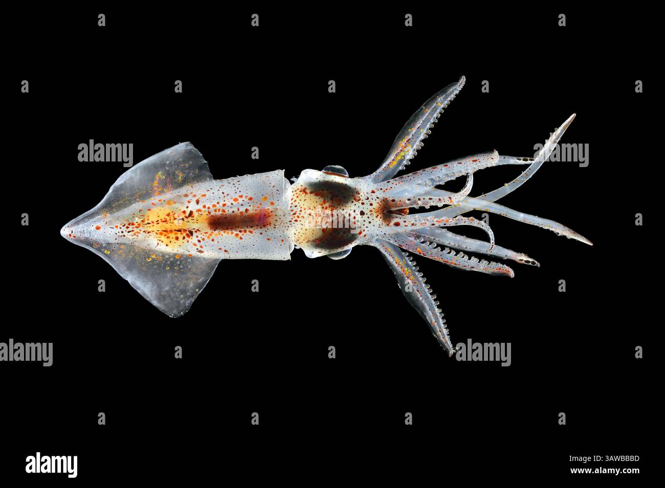 [Captive] Tintenfisch (Abraliopsis atlantica) Atlantischer Ozean, in der Nähe von Kap Verde | Atlantischer Ozean, nahe Kap Verde Stockfoto
