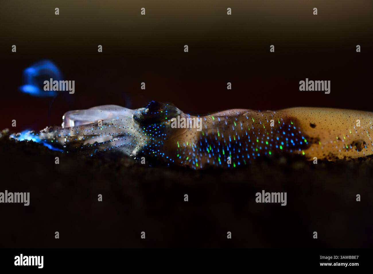 Biolumineszierender Firefly Tintenfisch (Watasenia scintillans) ( ほたるいか , hotaru-ika ) strahlt intensive Lichtblitze von drei winzigen Leuchtorganen (Photophore) aus Stockfoto