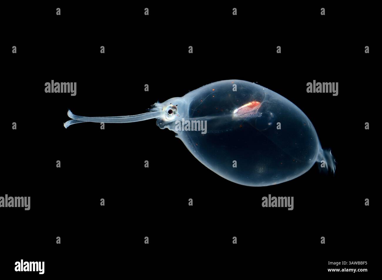 [Gefangener] Tiefseeskalmarsch (Liocranchia reinhardtii) kann bis zu 15 cm lang werden und ist dafür bekannt, in Tiefen von bis zu 1.000 Metern zu leben. Diese Art wird g gefunden Stockfoto