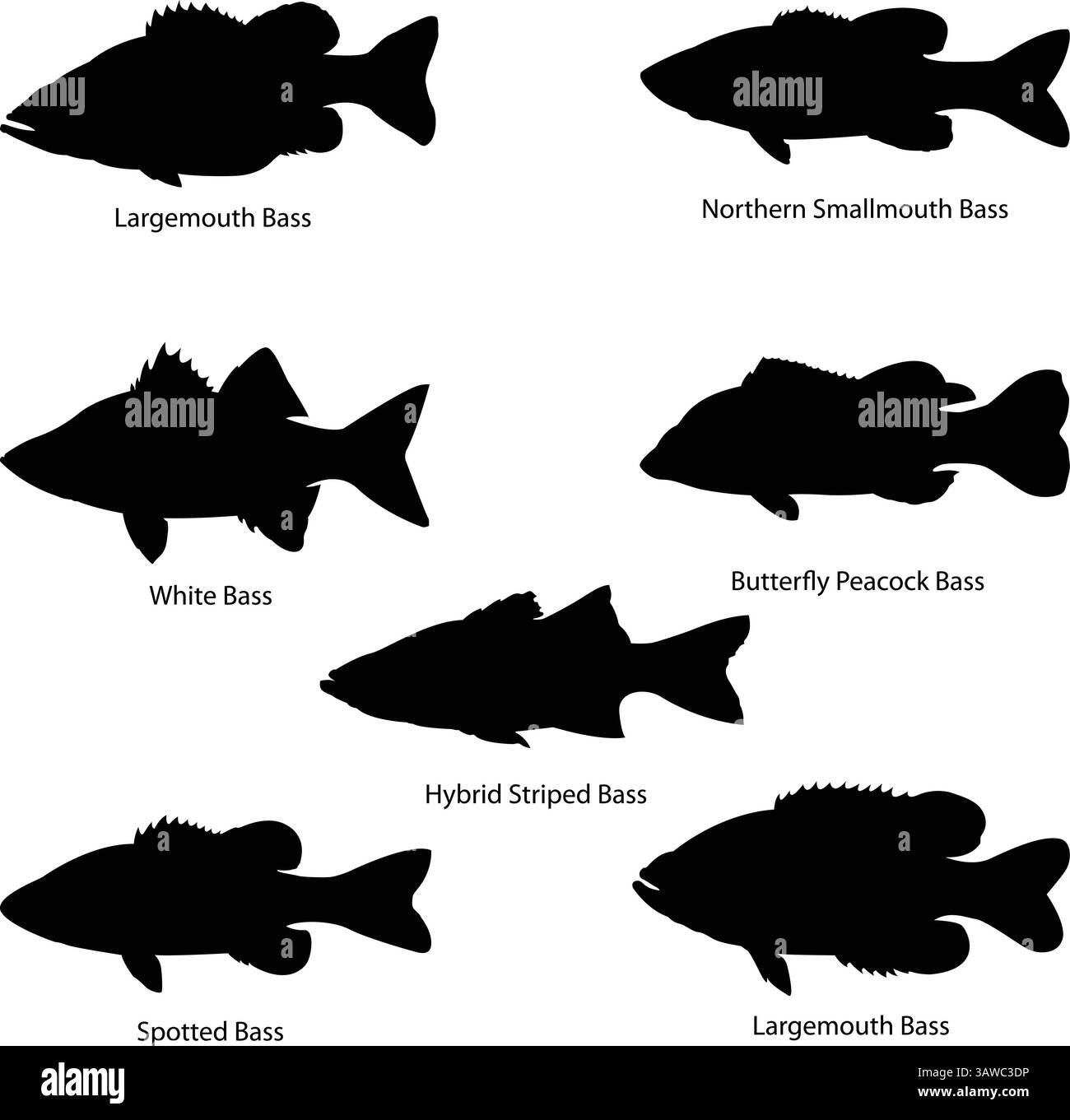 Bass Fish Vector Silhouettes – 7 Süßwasserarten mit Namen Stock Vektor