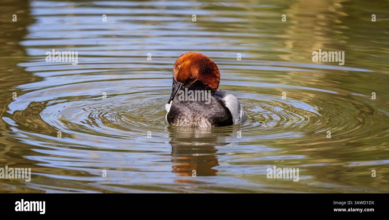 Nahaufnahme einer Canvasback-Ente mit Kopf, die im See schwimmt. Stockfoto