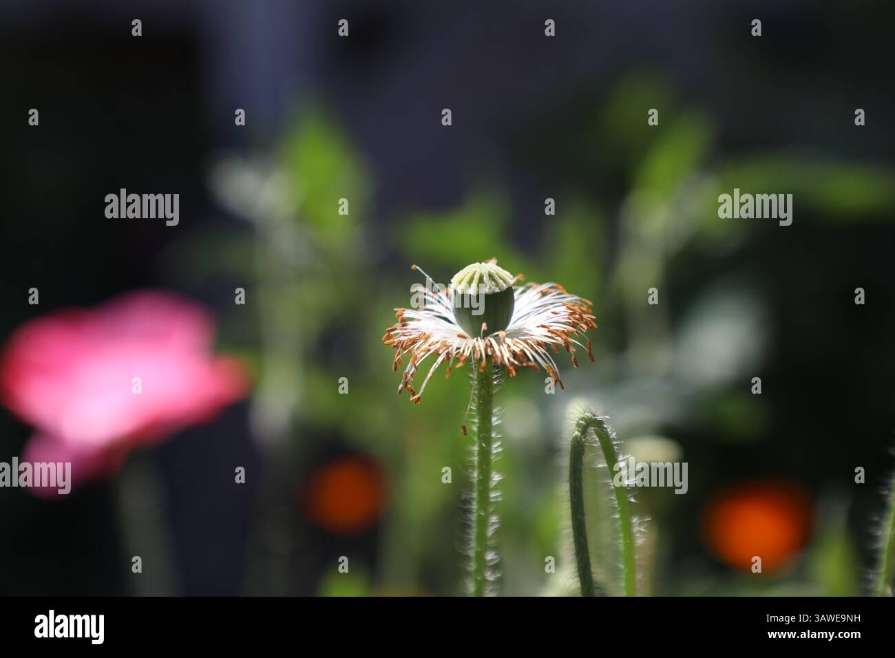 Schöne farbige Blumen Stockfoto