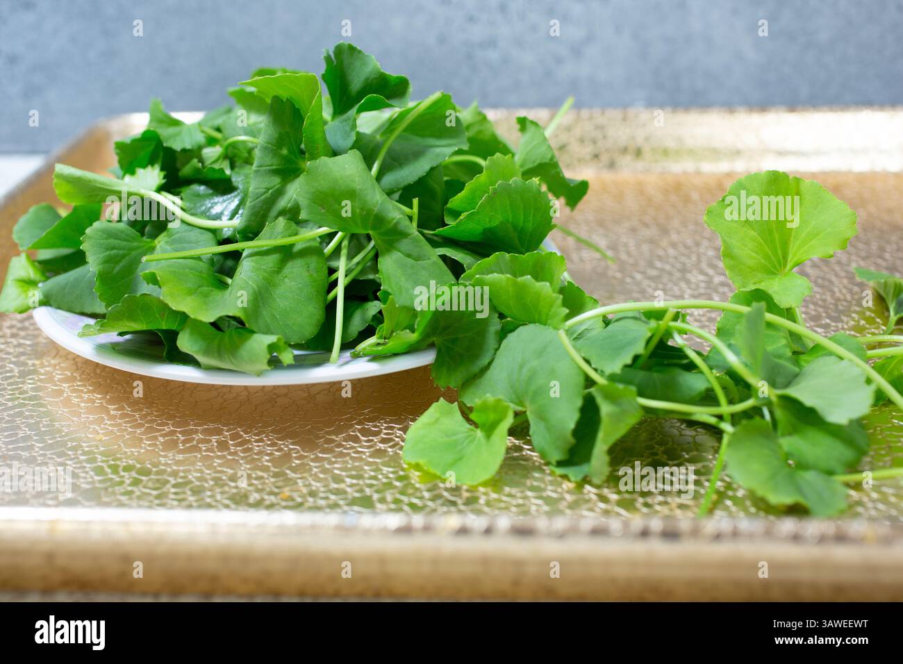 Ein Blick auf eine Platte mit Pennykraut. Stockfoto