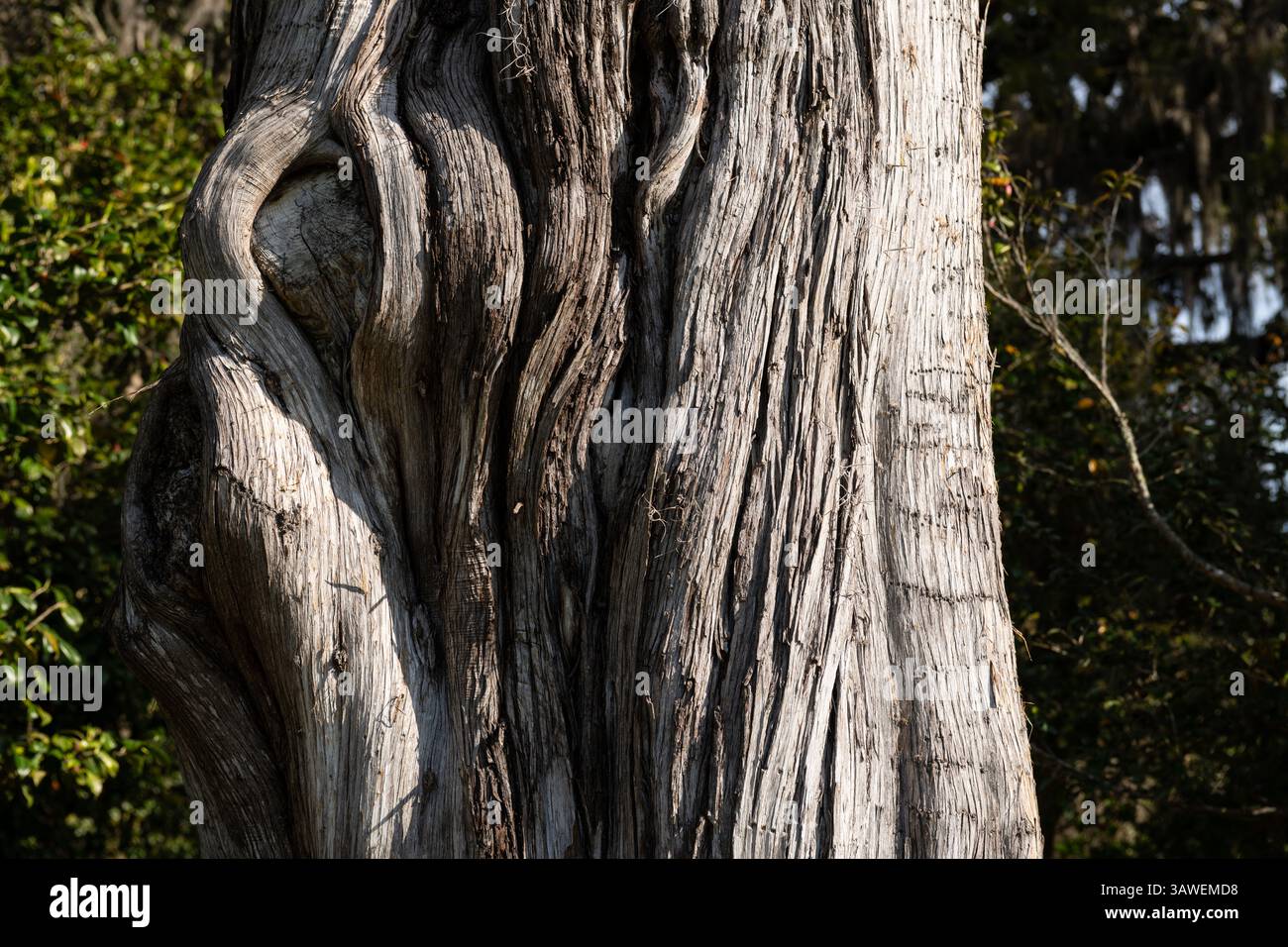 Nahaufnahme der alten, sich verdrehenden Baumrinde am Middleton Place in Charleston, SC, mit komplexen natürlichen Texturen und verwitterter Holzstruktur. Stockfoto