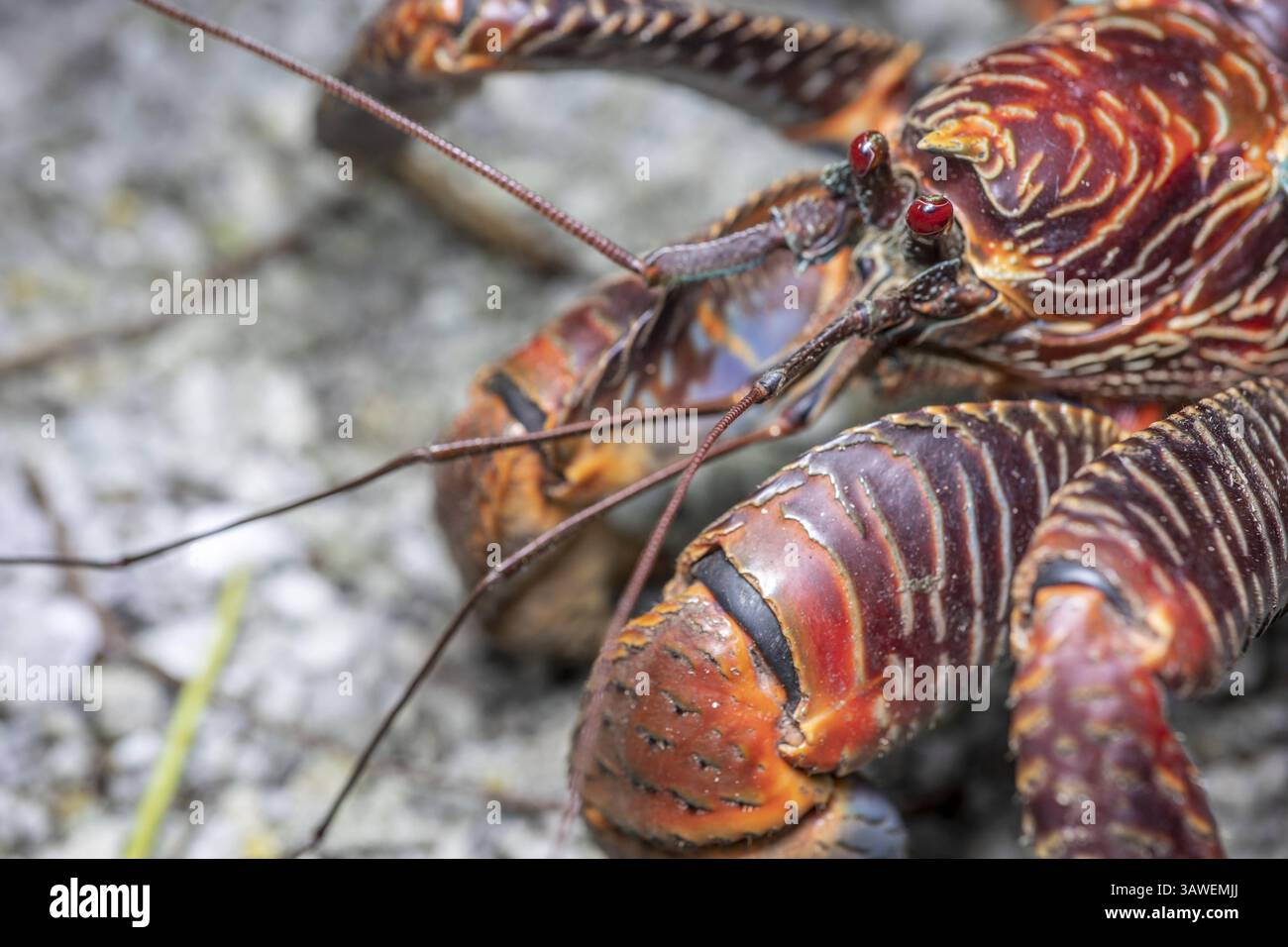 Kokoskrabben im Palmyra Atoll National Wildlife Refuge, Hawaii. Die Kokoskrabbe (Birgus latro) ist eine Landkrebse der Riesenkrabbe und auch als Räuberkrabbe oder Palmdieb bekannt. Er ist der größte bekannte terrestrische Arthropode mit einem Gewicht von bis zu 4,1 kg R. Hagerty, USFWS / U.S. Fish and Wildlife Service Stockfoto