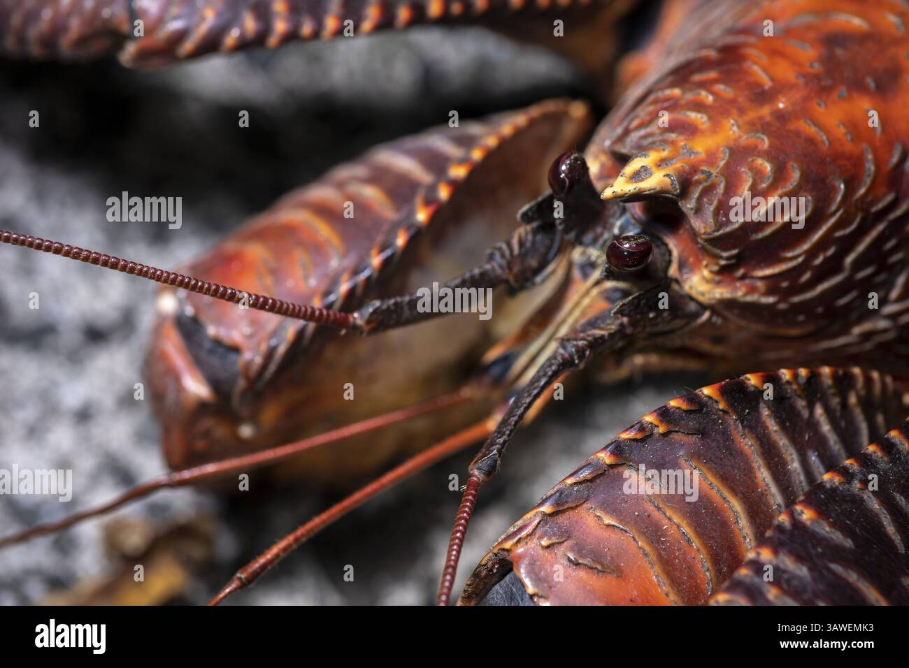 Kokoskrabben im Palmyra Atoll National Wildlife Refuge, Hawaii. Die Kokoskrabbe (Birgus latro) ist eine Landkrebse der Riesenkrabbe und auch als Räuberkrabbe oder Palmdieb bekannt. Er ist der größte bekannte terrestrische Arthropode mit einem Gewicht von bis zu 4,1 kg R. Hagerty, USFWS / U.S. Fish and Wildlife Service Stockfoto