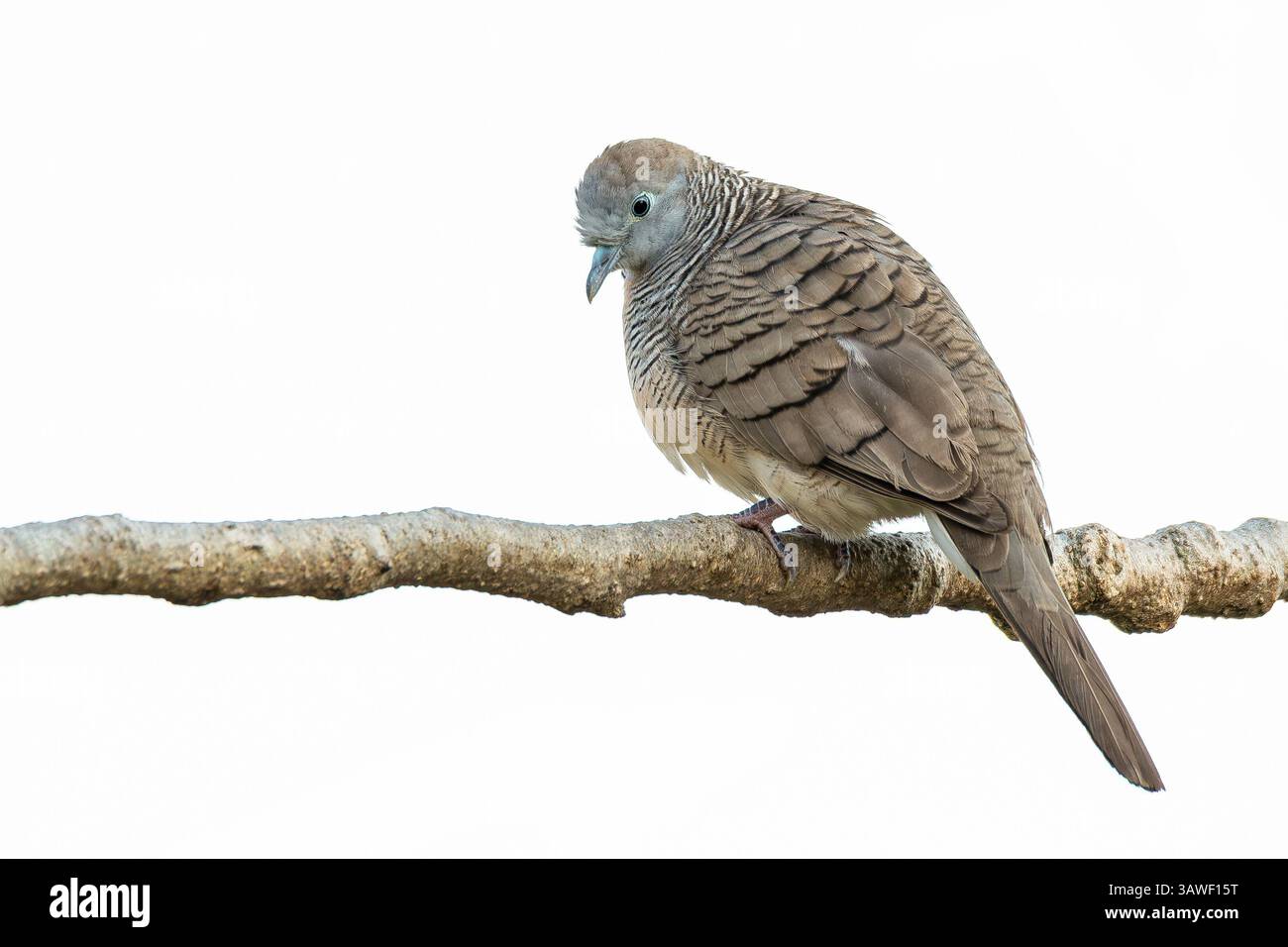 Zebrataube mit weichen Federmustern, die auf einem Ast vor einem sauberen weißen Hintergrund thront und in einer ruhigen und friedlichen Pose nach unten blickt. Stockfoto