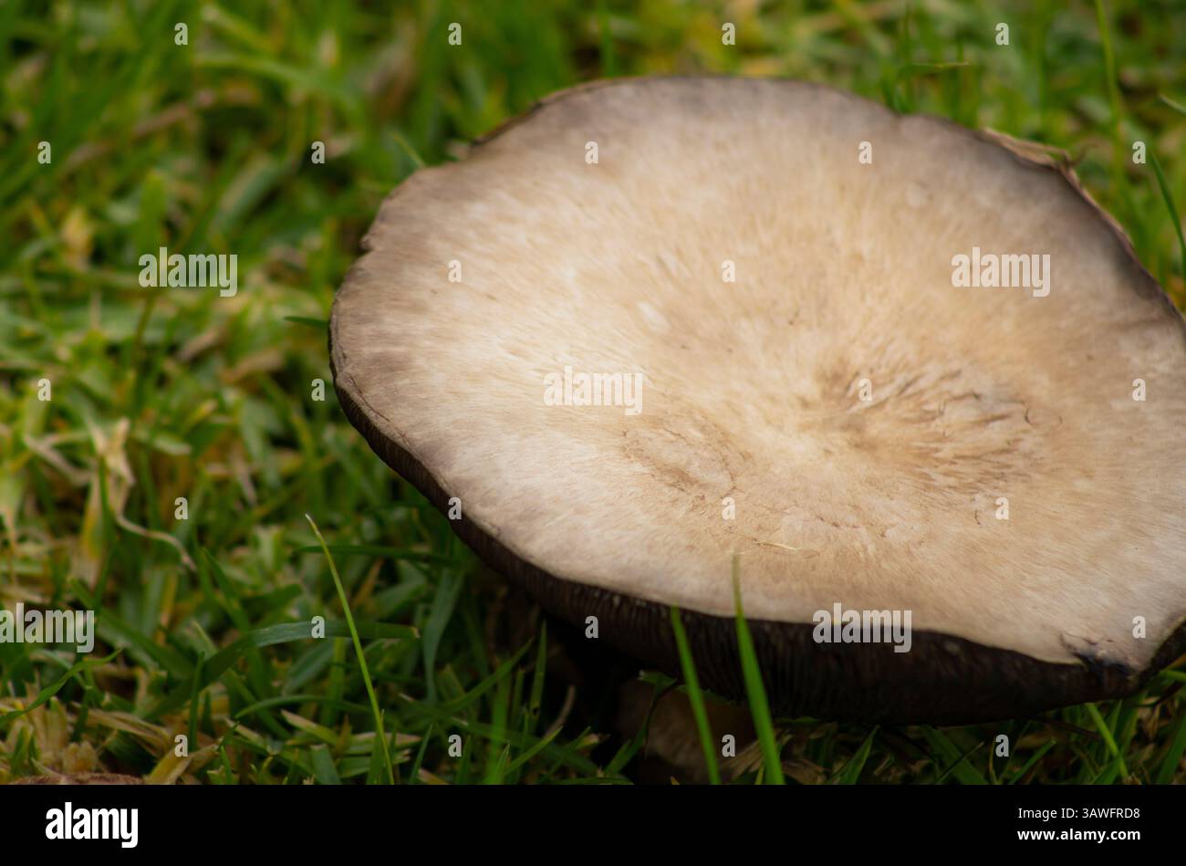 Braune Pilze, die in grünem Gras wachsen Stockfoto