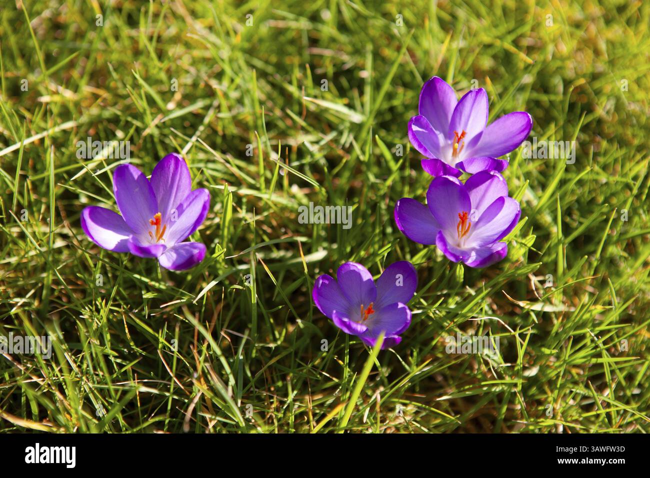 Krokusse, Pflanzengattung, Familie der Iris, Moormerland, Deutschland, Europa Stockfoto