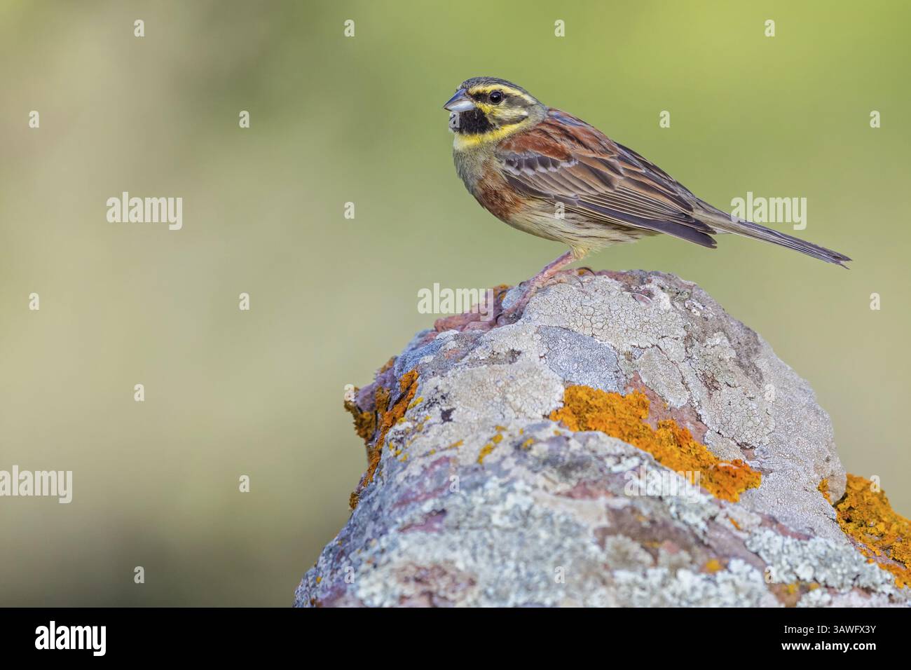 Cirl Bunting (Emberiza cirlus), Tiere, Vögel, Biotope, Habitat, Passerine Vogel, Fähnenfamilie, Barsch, Lesbos, Lesbos Island, Griechenland, Europa Stockfoto