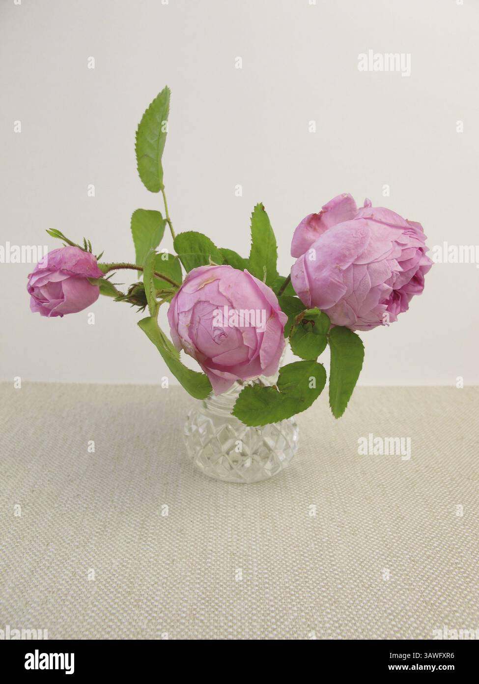 Damastrosen in einer Vase Stockfoto