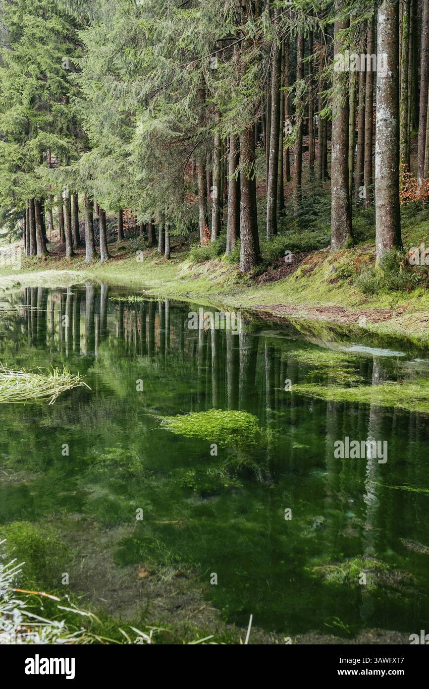 Ein grüner Teich im Wald mit einer klaren Reflexion der Bäume im stillen Wasser Stockfoto