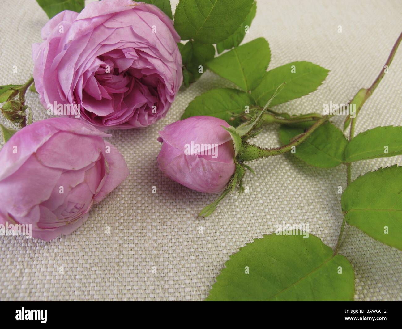 Damastrosen Stockfoto