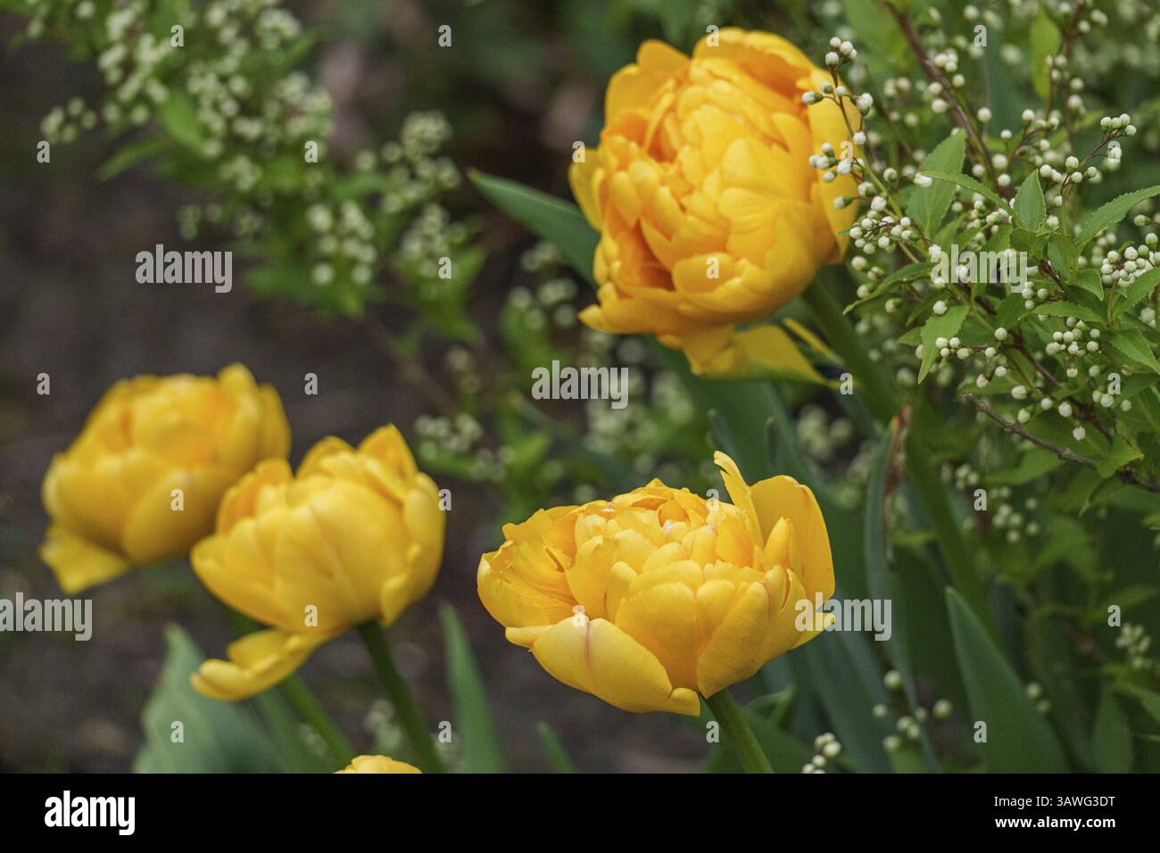 Gruppe von gelben Tulpenblüten im Garten inmitten grüner Laub, borken, münsterland, deutschland Stockfoto