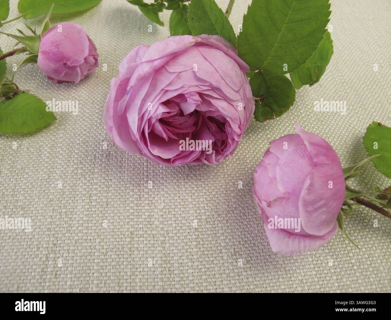 Damastrosen Stockfoto